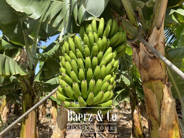 photo 4 Magnificent estate featuring family home and an organic banana plantation